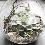 Zaczarowana kula  - echeveria w szkle 