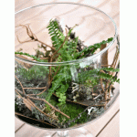 Paproć w szkle - leśna mgiełka 