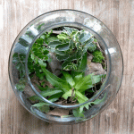 Zielony mikro ogród w szkle