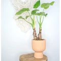 alocasia.jpg
