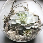 Zaczarowana kula  - echeveria w szkle 