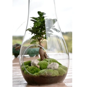 Fikus Bonsai  - ekosystem w szkle